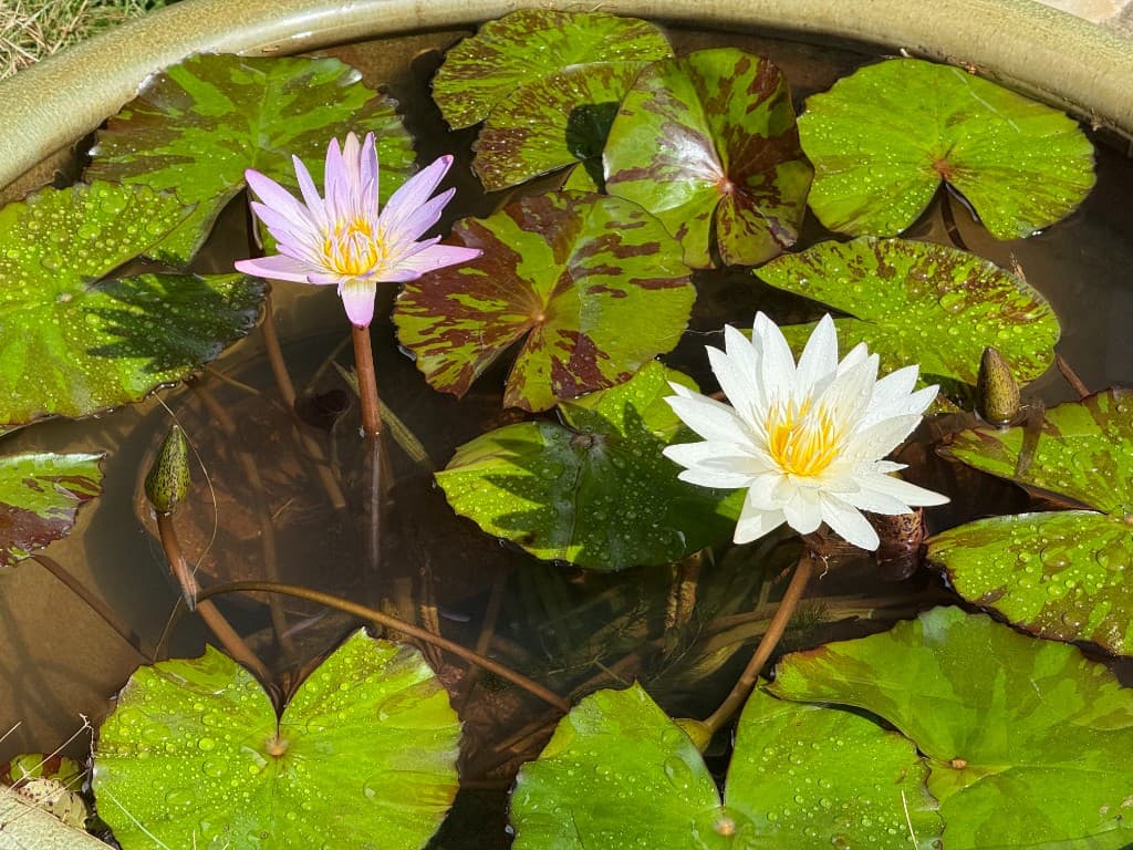 Hanalei · nature & bay 10