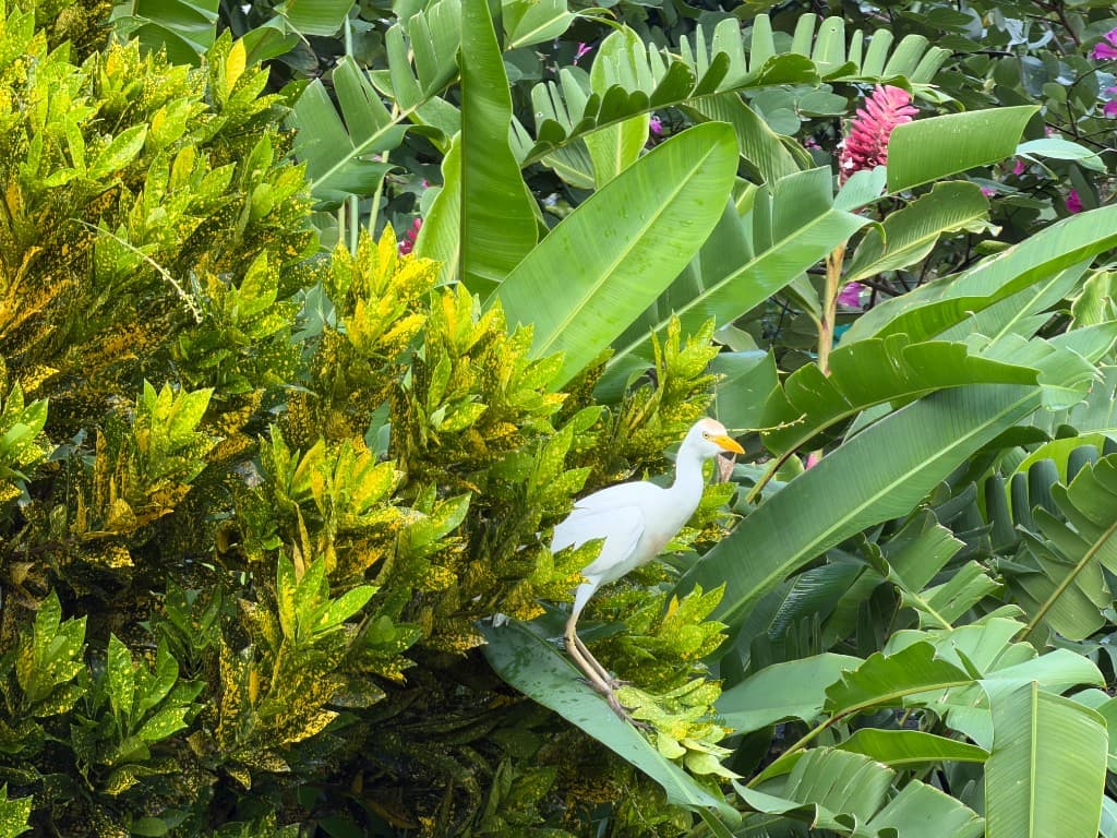 Hanalei · nature & bay 15