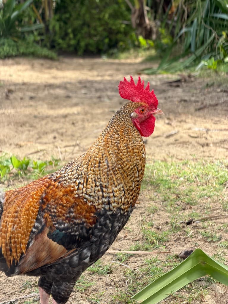 Hanalei · nature & bay 14