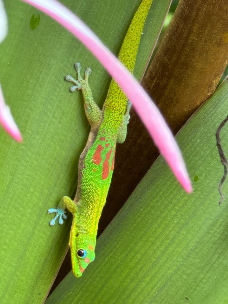 Hanalei · nature & bay 13