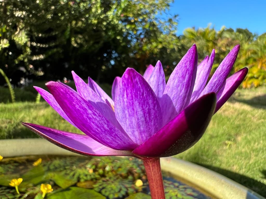 Hanalei · nature & bay 11