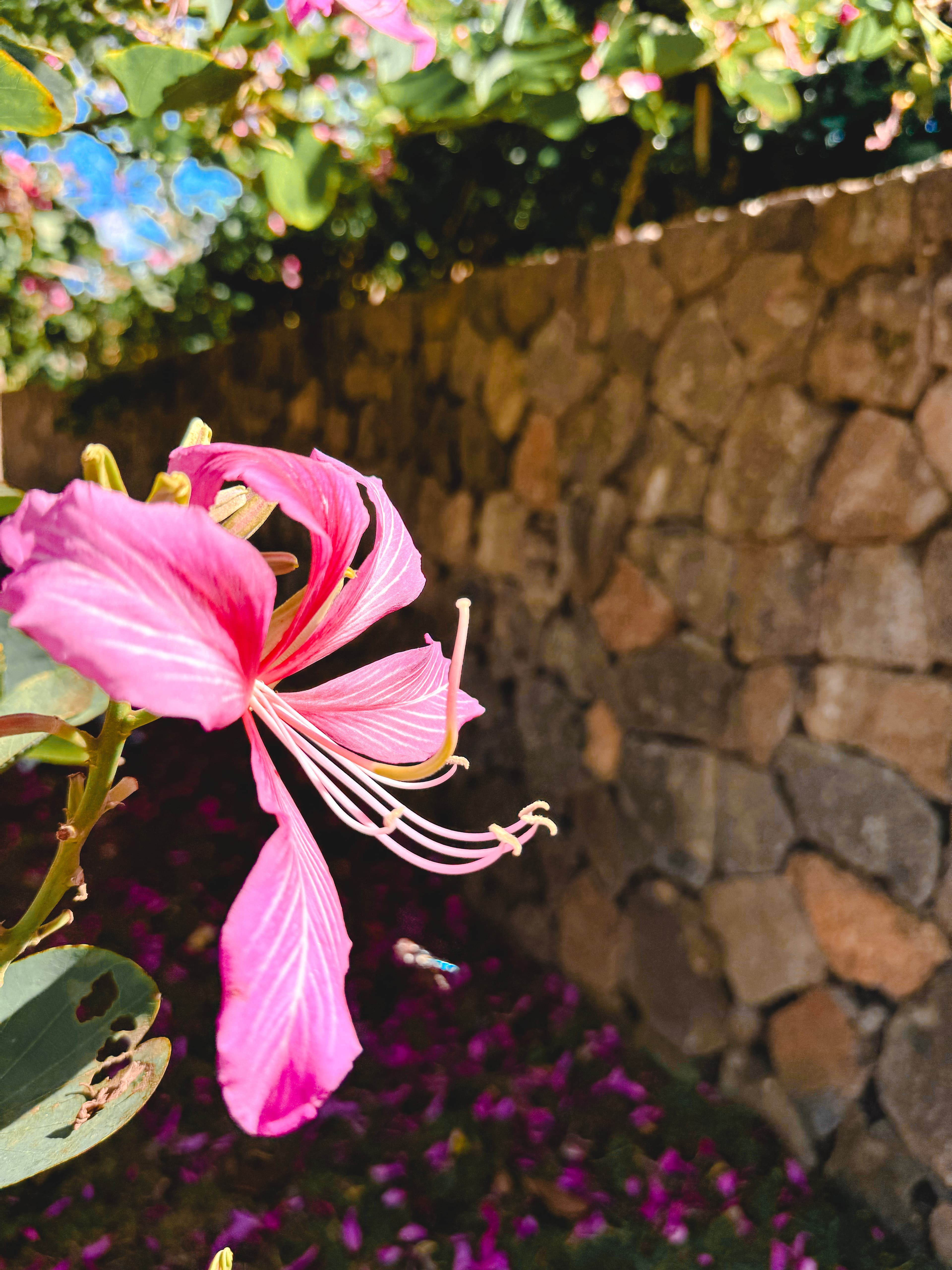 Hanalei home exterior and grounds